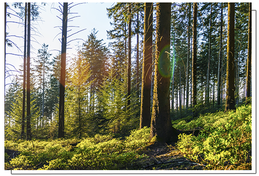 Proteger los bosques, una prioridad para la UE