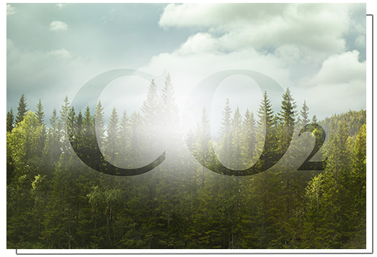 Un bosque sin CO2