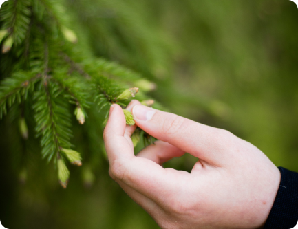 Mano tocando las hojas de un árbol