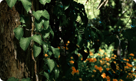 Un bosque