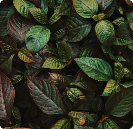 Hojas de vegetación con tonos verdes y rojizos