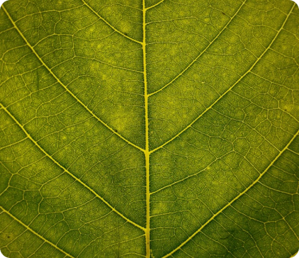 Detalle de una hoja a contraluz