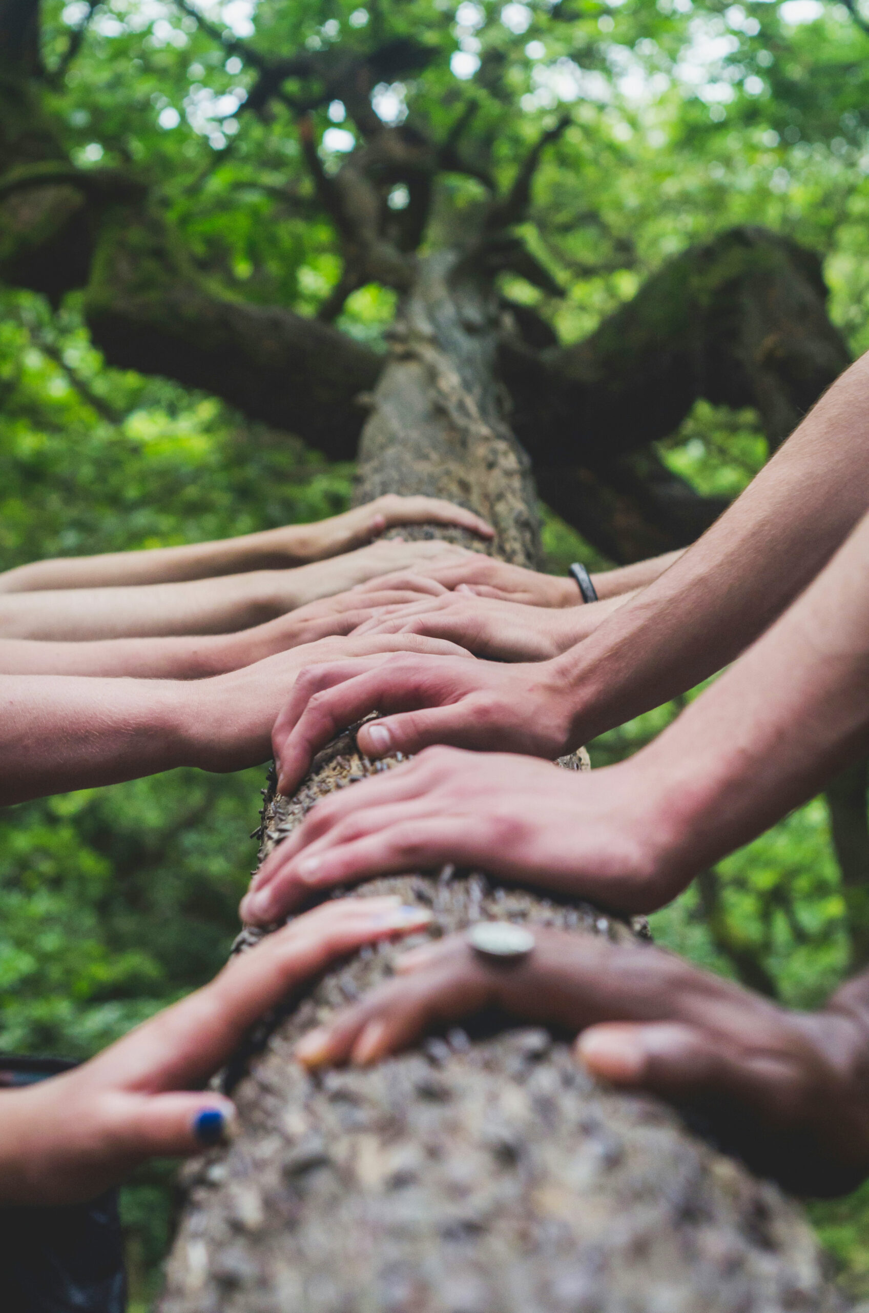 Un grupo de personas apoyando su mano sobre la corteza de un árbol